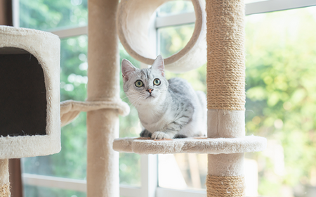 Ambiente Felino